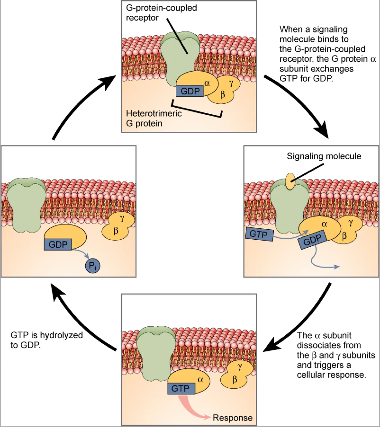 This illustration shows the activation pathway for a heterotrimeric G protein, which has three subunits: alpha, beta, and gamma, all associated with the inside of the plasma membrane. When a signaling molecule binds to a G protein-coupled receptor in the plasma membrane, a G D P molecule associated with the alpha subunit is exchanged for G T P. The alpha subunit dissociates from the beta and gamma subunits and triggers a cellular response. Hydrolysis of G T P to G D P terminates the signal.