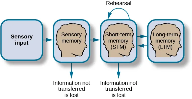 A flow diagram consists of four boxes with connecting arrows. The first box is labeled “sensory input.” An arrow leads to the second box, which is labeled “sensory memory.” An arrow leads to the third box which is labeled “short-term memory (STM).” An arrow points to the fourth box, labeled “long-term memory (LTM),” and an arrow points in the reverse direction from the fourth to the third box. Above the short-term memory box, an arrow leaves the top-right of the box and curves around to point back to the top-left of the box; this arrow is labeled “rehearsal.” Both the “sensory memory” and “short-term memory” boxes have an arrow beneath them pointing to the text “information not transferred is lost.”