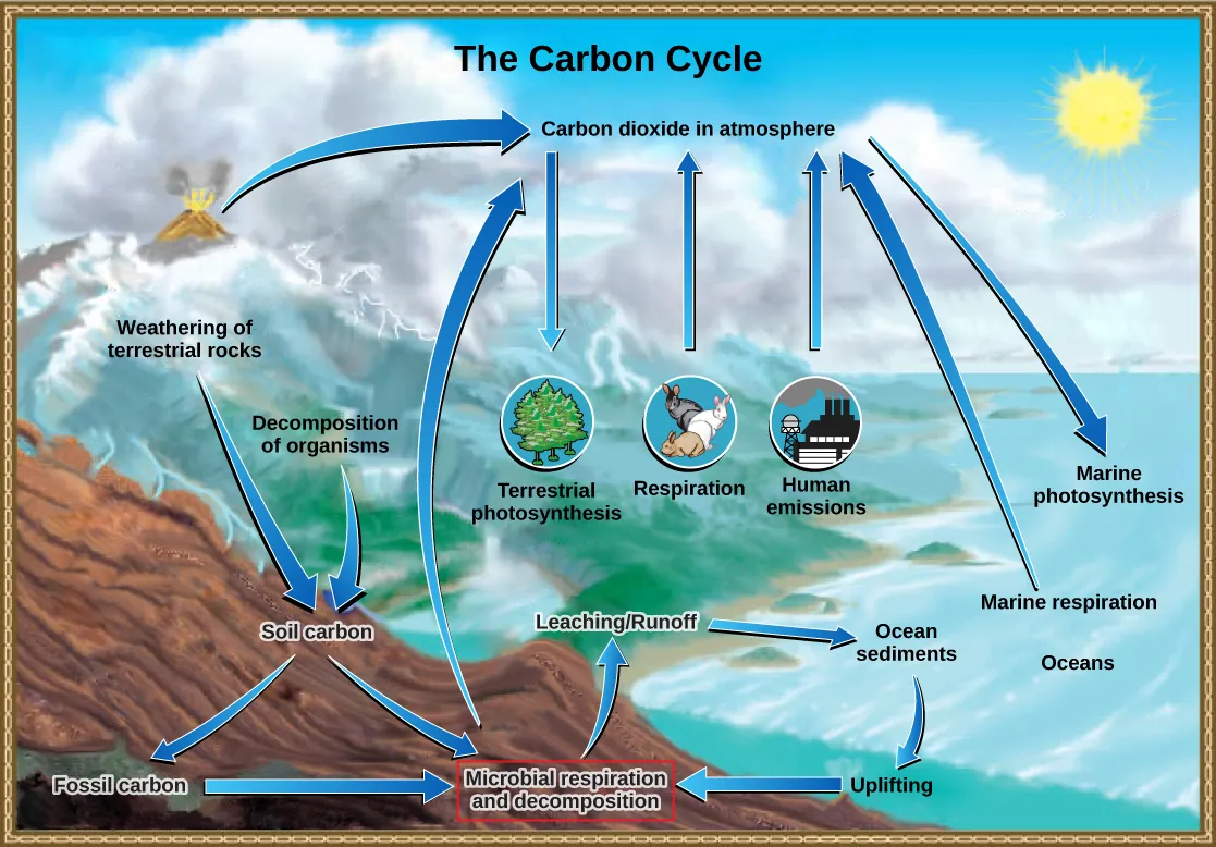 The illustration shows the carbon cycle. Carbon enters the atmosphere as carbon dioxide gas that is released from human emissions, respiration and decomposition, and volcanic emissions. Carbon dioxide is removed from the atmosphere by marine and terrestrial photosynthesis. Carbon from the weathering of rocks and decomposition of organisms becomes soil carbon, which over time can become fossil carbon. Carbon enters the ocean from land via leaching and runoff. Uplifting of ocean sediments can return carbon to land.