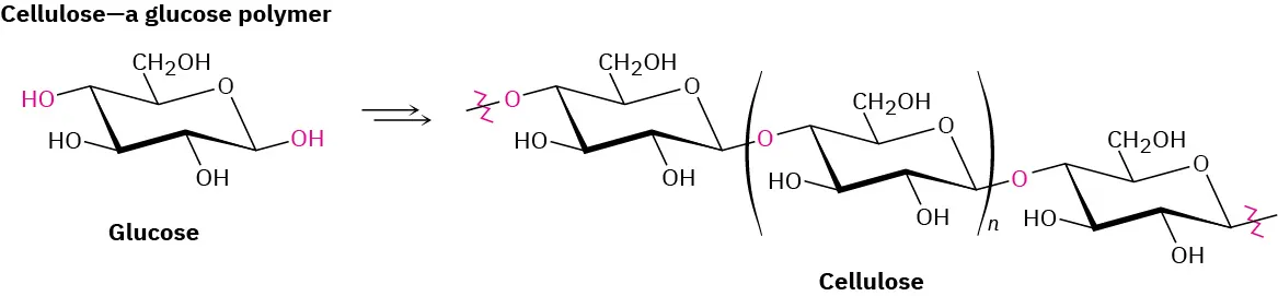 The figure shows glucose units combine together to form a long chain of cellulose.