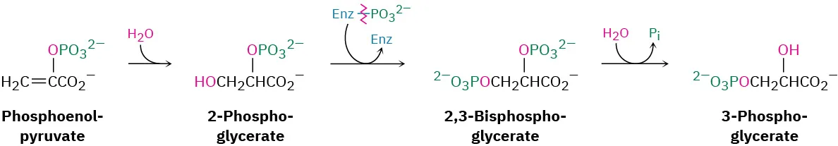 The hydration of phosphoenol pyruvate provided 2-phosphoglycerate that is phosphorated to yield  2,3-bisphosphoglycerate, which was then further hydrolyzed to form 3-phosphoglycerate.