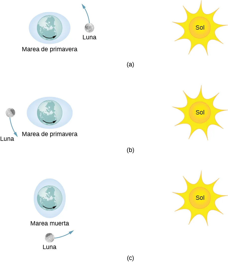 La figura a muestra la tierra centrada dentro de una elipse horizontal sombreada etiquetada como marea viva. El sol se sitúa a la derecha de la tierra y la luna está alineada, entre la tierra y el sol, y orbita en sentido contrario a las agujas del reloj. La figura b muestra la tierra centrada dentro de una elipse horizontal sombreada etiquetada como marea viva. El sol se sitúa a la derecha de la tierra y la luna está en línea con la tierra y el sol pero a la izquierda de la tierra, y orbita en sentido contrario a las agujas del reloj. La figura c muestra la tierra centrada dentro de una elipse vertical sombreada etiquetada como marea muerta. El sol se sitúa a la derecha de la tierra y la luna está por debajo de la tierra, y orbita en sentido contrario a las agujas del reloj. La elipse de la parte c tiene un eje mayor vertical notablemente menor que los ejes mayores horizontales de las elipses de las partes a y b.