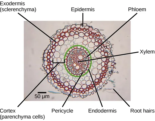 The micrograph shows a root cross section. Xylem cells, whose cell walls stain red, are in the middle of the root. Patches of phloem cells, stained blue, are located at the edge of the ring of xylem cells. The pericycle is a ring of cells on the outer edge of the xylem and phloem. Another ring of cells, called the endodermis, surrounds the pericycle. Everything inside the endodermis is the sclera, or vascular tissue. Outside the endodermis is the cortex. The parenchyma cells that make up the cortex are the largest in the root. Outside the cortex is the exodermis. The exodermis is about two cells thick and is made up of sclerenchyma cells that stain red. Surrounding the exodermis is the epidermis, which is a single cell layer thick. A couple of root hairs project outward from the root.