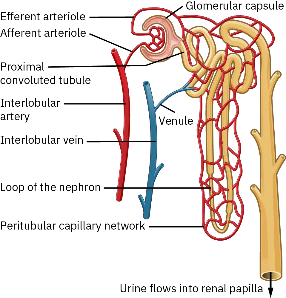 The interlobular artery splits into the afferent arteriole and efferent arteriole and surrounds a nephron. The blood leaving the nephron flows through the venule into the interlobular vein. Urine that is produced flows from the nephron into the papilla.