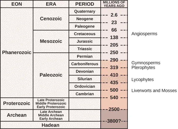 The table describes eras in earth's history associated with evolution of plant groups. In the first column, earth's history is divided into four eons, the Pre Archean- Hadean, Archaean, Proterozoic, Phanerozoic. The oldest eon, the Pre Archean, spans the beginning of earth's history to about 3.8 billion years ago. The Archean eon spans 2.5 to 3.8 billion years ago, and the Proterozoic spans 540 million to 2.5 billion years ago. The second column lists the eras within each eon. The Phanerozoic eon, from 540 million years ago to present time, is sub divided into the Paleozoic, Mesozoic and Cenozoic eras. The third column lists the periods within each. The Paleozoic era, from 250 to 540 million years ago, is further divided into seven periods: the Cambrian from 500 to 540 million years ago, the Ordovician from 435 to 500 million years ago, the Silurian from 410 to 435 million years ago, the Devonian from 319 to 410 million years ago, the Carboniferous from 290 to 290 million years ago, and the Permian from 250 to 290 million years ago. The Mesozoic era, from 66 to 250 million years ago, is divided into three periods, the Triassic from 205 to 250 million years ago, the Jurassic from 138 to 205 million years ago, and the Cretaceous, from 66 to 138 million years ago. The Cenozoic era, from 66 million years ago to modern times, is divided into three eras, the Paleogene from 23 to 66 million years ago, Neogene from 2.6 to 23 million years ago, and the Quaternary from present to 2.8 million years. The last column indicates the time periods in millions of years. To the right of the table the plant groups are placed next to the time period of their evolution. The Liverworts and Mosses are at the transition from Cambrian to Ordovician time period around 500 million years ago. Lycophytes evolved during the Silurian time period around 435 million years ago. Pterophytes evolved at the end of the mid Devonian period around 450 million years ago, while Gymnosperms at the Carboniferous period around 320 million years ago. The angiosperms evolved during early Cretaceous period 140 million years ago.
