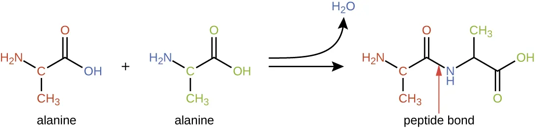 Alanine has a 3 carbon chain. The second carbon has NH2 attached and the third has a double bonded O.  When 2 alanines bond, the OH from one and the H from the NH2 of the other form water. The resulting molecule is two alanines linked by an NH.