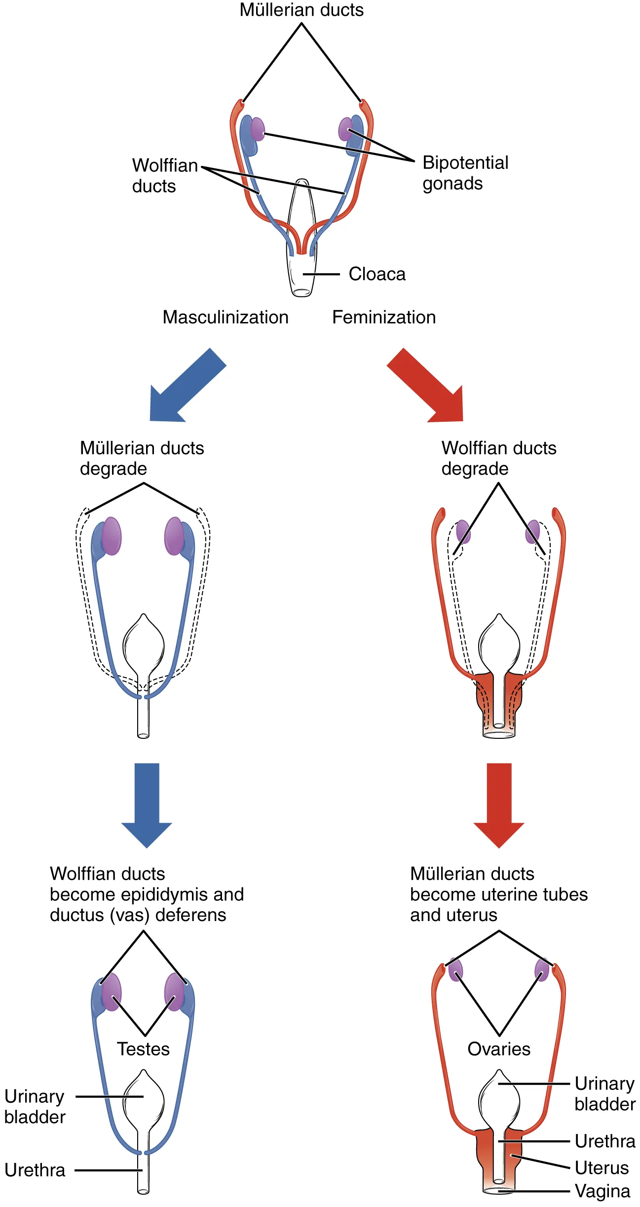 This flow chart shows how the sexual organs develop in embryos. The left side of the flow chart shows the development of male organs and the right side of the flow chart shows the development of female organs.