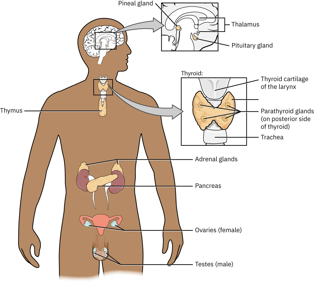 Diagram showing endocrine glands, locations/items labeled. Brain: pineal gland, pituitary gland, thalamus. Thyroid gland: Thyroid cartilage of larynx, Parathyroid glands (on posterior side of thyroid), Trachea. Adrenal glands, Pancreas, Testes also labeled.