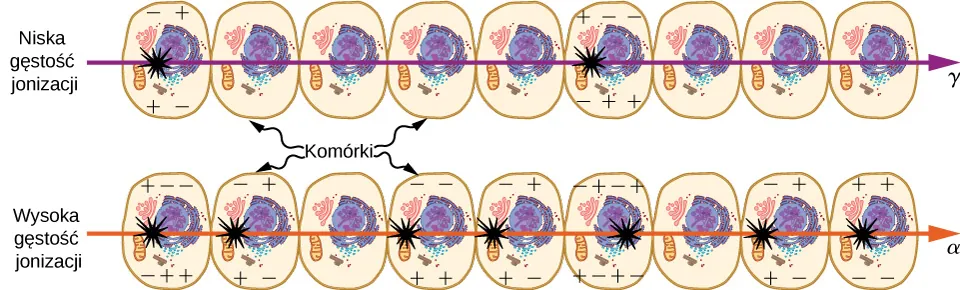 Pokazano dwa rzędy po dziewięć komórek. Promień gamma o małej gęstości jonizacji przechodzi przez górny rząd. Dwie komórki zostają uszkodzone. Promień alfa o wysokiej gęstości jonizacji przechodzi przez dolny rząd. Uszkodonych zostaje pięć komórek.