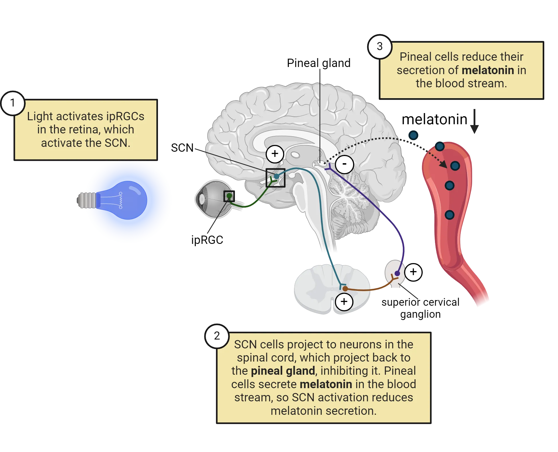 Diagram of human eye connected to a sagittal brain section via retinohypothalamic tract from eye to SCN. A series of connections is shown: 1) Light activates ipRGCs in the retina, which activate the SCN. 2) SCN cells project to neurons in the spinal cord, which project back to the pineal gland, inhibiting it. Pineal cells secrete melatonin in the blood stream, so SCN activation reduces melatonin secretion. 3) Pineal cells reduce their secretion of melatonin in the blood stream.