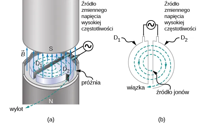Zilustrowano ścieżkę jonów w cyklotronie. W D1 i D2 są dwie połówki koła, nieznacznie odseparowane od siebie tworzą szczelinę. Do D1 i D2 naprzeciw szczeliny podłączone jest źródło napięcia wysokiej częstotliwości. Cząstki generowane przez źródło jonów w pobliżu środka wymykają się na zewnątrz. Pole magnetyczne jest prostopadłe do płaszczyzny ruchu.