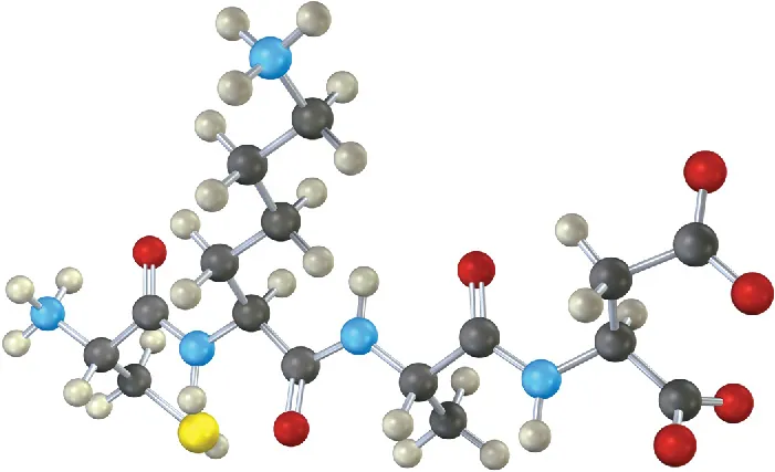 A ball-and-stick model of a tripeptide. Black, gray, blue, red, and yellow spheres indicate carbon, hydrogen, nitrogen, oxygen, and sulfur atoms, respectively.