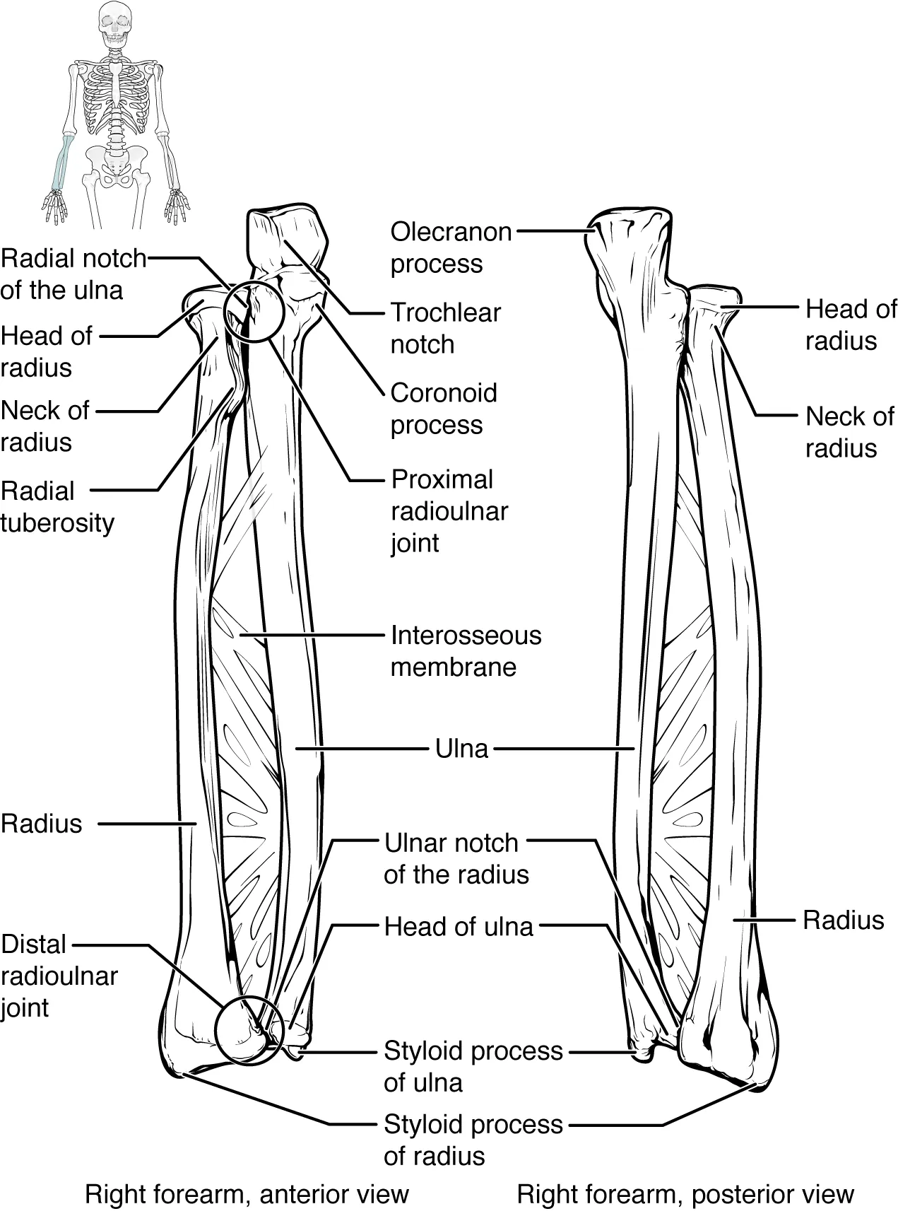 This figure shows the bones of the lower arm.