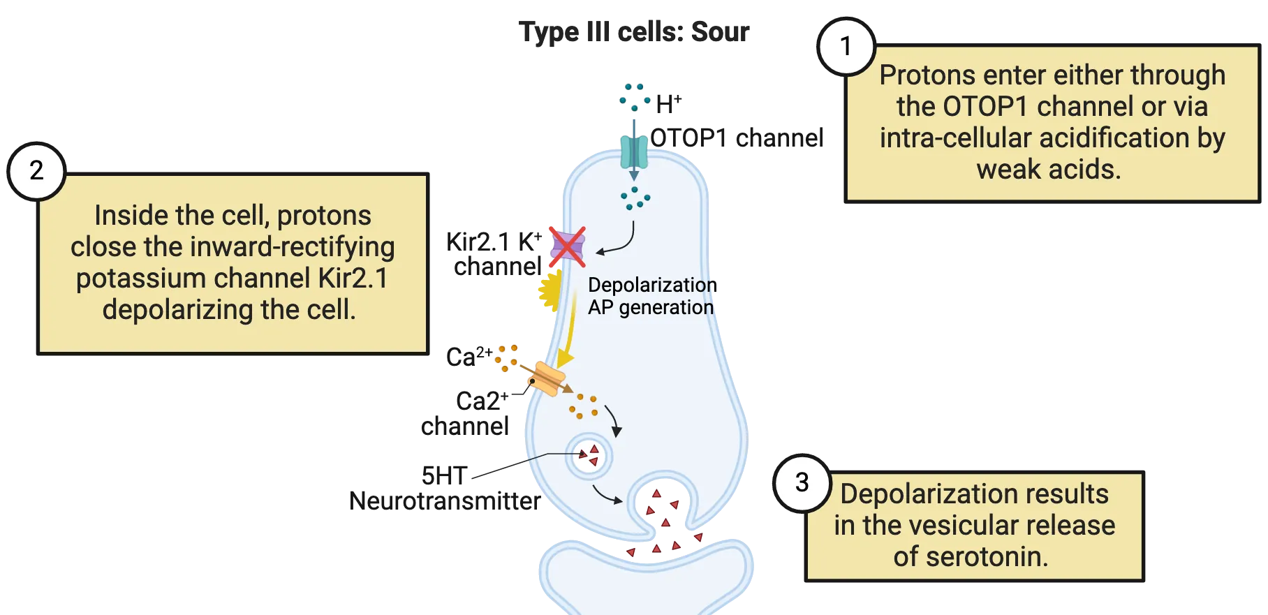 Diagram shows transduction mechanism in type III cells as described in the main text.