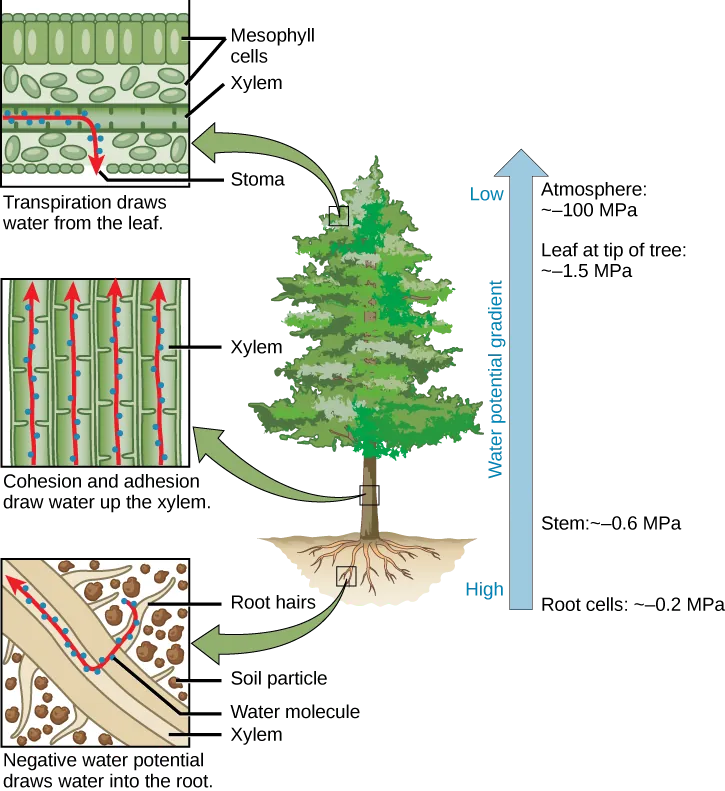 Illustration shows a pine tree. A blowup of the root indicates that negative water potential draws water from the soil into the root hairs, then into the root xylem. A blowup of the trunk indicates that cohesion and adhesion draws water up the xylem. A blowup of a leaf shows that transpiration draws water from the leaf through the stoma. Next to the tree is an arrow showing water potential, which is low at the roots and high in the leaves. The water potential varies from ~–0.2 MPA in the root cells to ~–0.6 MPa in the stem and from ~–1.5 MPa in the highest leaves, to ~–100 MPa in the atmosphere.