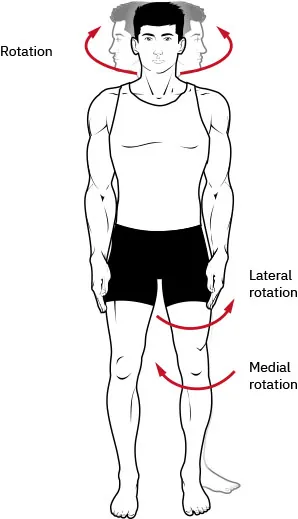 Diagram showing rotation of neck and lateral and medial rotation of leg