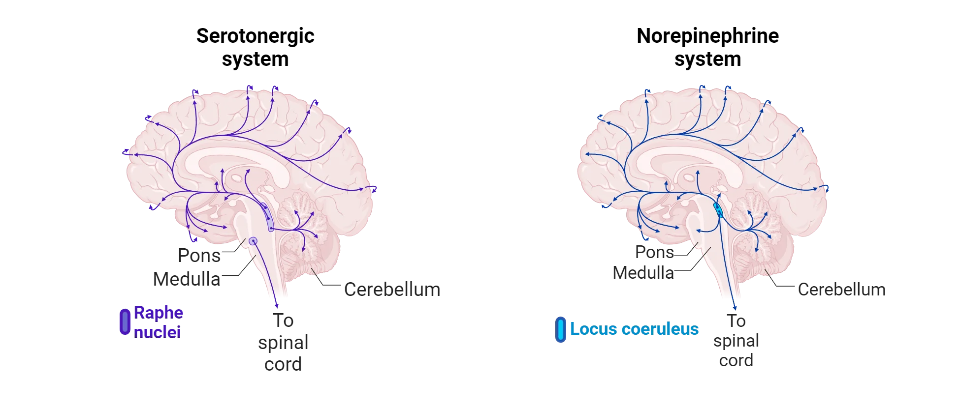 Diagrams of brains showing source and projections of serotonin neurons of the raphe nuclei and norepinephrine neurons of the locus coeruleus.