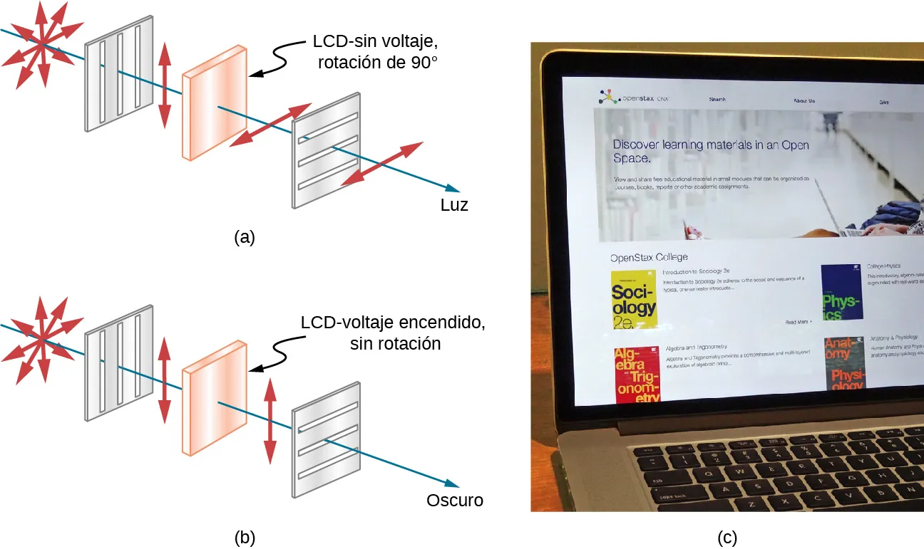 La figura a es una ilustración de un rayo de luz inicialmente no polarizado que pasa por un polarizador vertical, luego por un elemento marcado como L C D sin voltaje de rotación de noventa grados, y finalmente por un polarizador horizontal. La luz inicialmente no polarizada se polariza verticalmente después del polarizador vertical, luego es girada noventa grados por el elemento L C D para que se polarice horizontalmente, luego pasa por el polarizador horizontal. La figura b es la misma, excepto que el elemento L C D está marcado como voltaje encendido, sin rotación. La luz que sale del elemento L C D está, por tanto, polarizada verticalmente y no pasa por el polarizador horizontal, lo que hace que la región en este lugar sea oscura. Por último, en la figura c, se muestra una fotografía de un computador portátil que está abierto para que se pueda ver su pantalla, que está encendida y tiene algunos iconos y ventanas visibles.