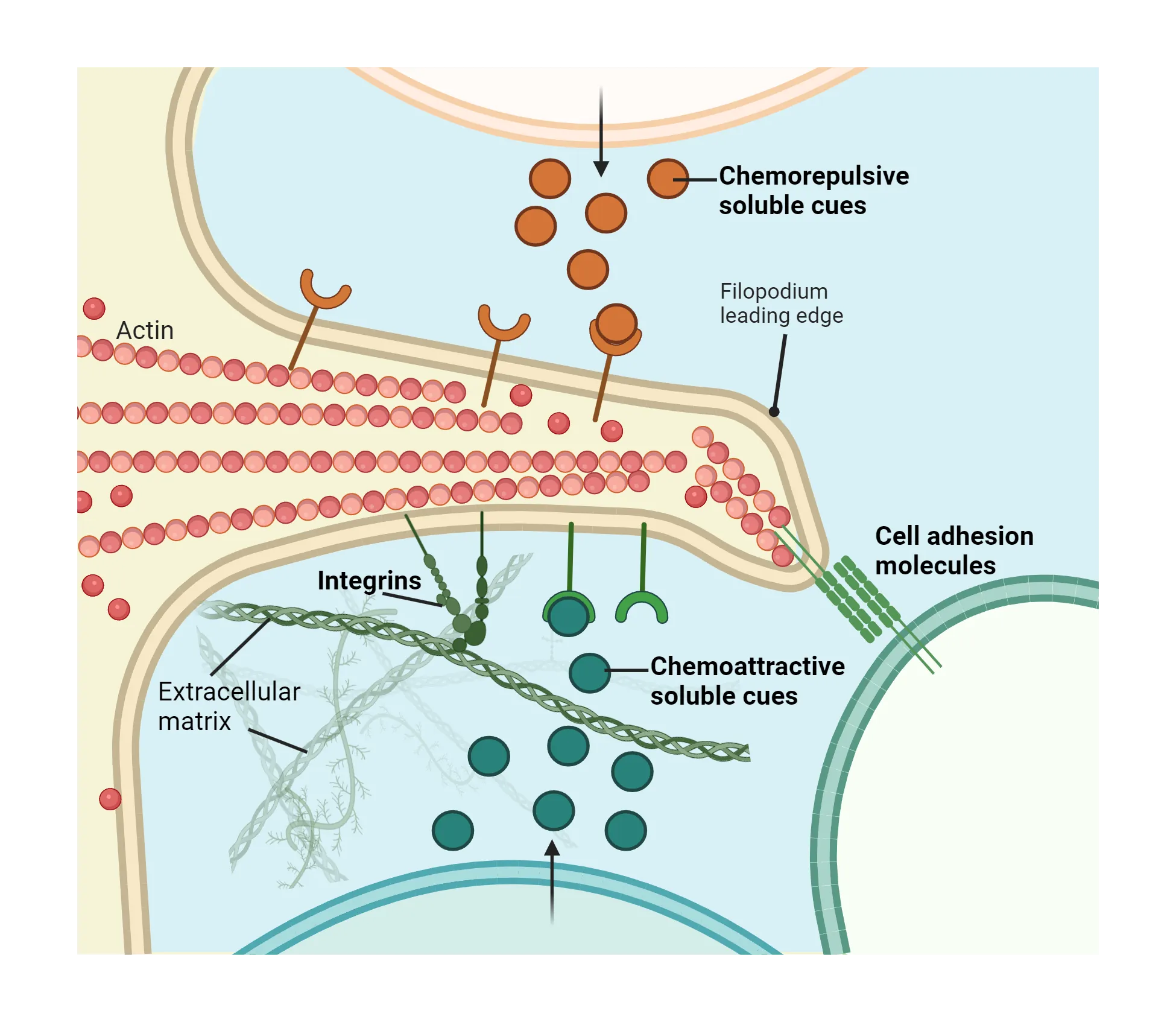 A diagram showing a filopodium extending into extracellular space. Actin filaments are polymerizing within the filopodium, helping to push the leading edge downward. Receptors are present on the filopodium for chemorepulsive and chemoattractive soluble cues, which are being secreted by other cells. Integrins are transmembrane proteins in the filopodium that are interacting with extracellular matrix structures in the extracellular environment. Cell adhesion molecules protrude from the filopodium and interact with matching cell adhesion molecules on a neighboring cell. The leading edge of the filopodium is turning towards the chemoattractive cues, the other cell expressing cell adhesion molecules and the side where integrins are bound to extracellular matrix.