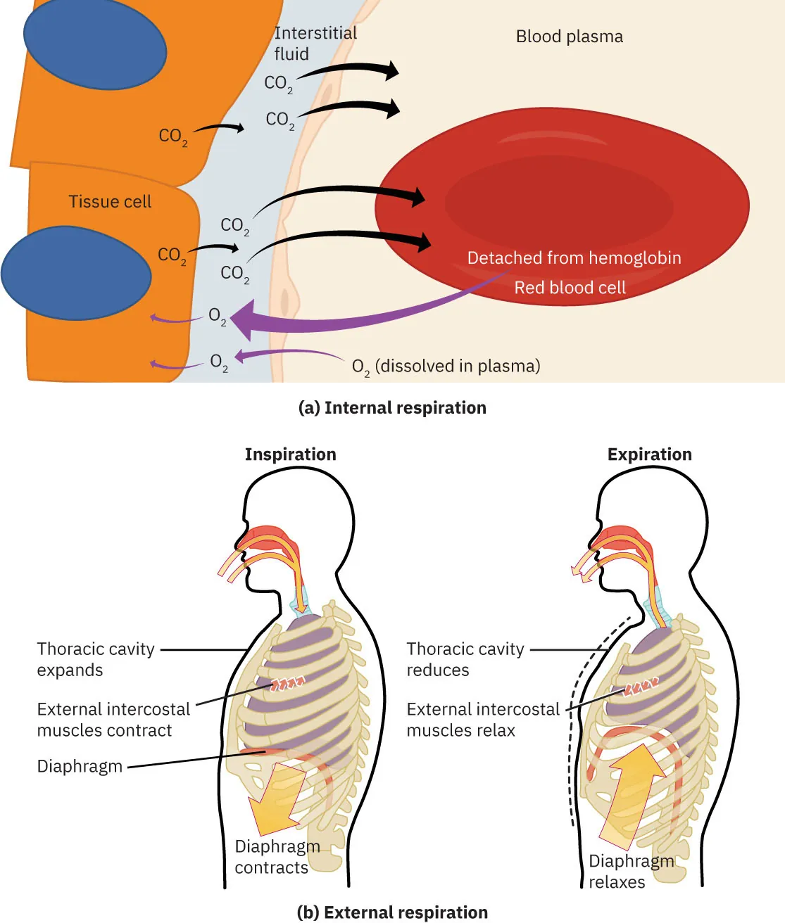 (a) Diagram showing internal respiration in cells, labeling Interstitial fluid, tissue cell, blood plasma, detached from hemoglobin Red blood cell, O2 (dissolved in plasma), and CO2; (b) Diagram showing the body during external respieration, Inspiration labeling Thoracic cavity expands, External intercostal muscles contract, Diaphragm, and Diaphragm contracts; Expiration labeling Thoracic cavity reduces, External intercostal muscles relax, and Diaphragm relaxes.