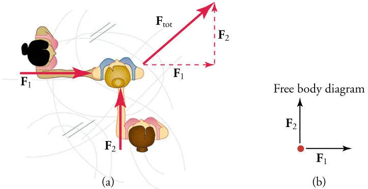 Two diagrams are shown. Diagram a is an overhead view of two skaters, one on the left and one below, pushing on a third skater in the center. A force vector is shown on each of the pushing skaters pointing from the skater's shoulder to the skater in the center. A right triangle is drawn using the force vectors, with F tot as the hypotenuse, F one as the bottom leg, and F two as the right leg. Diagram b is a free body diagram with F one pointing to the right and F two pointing up. Both vectors have the same magnitude.