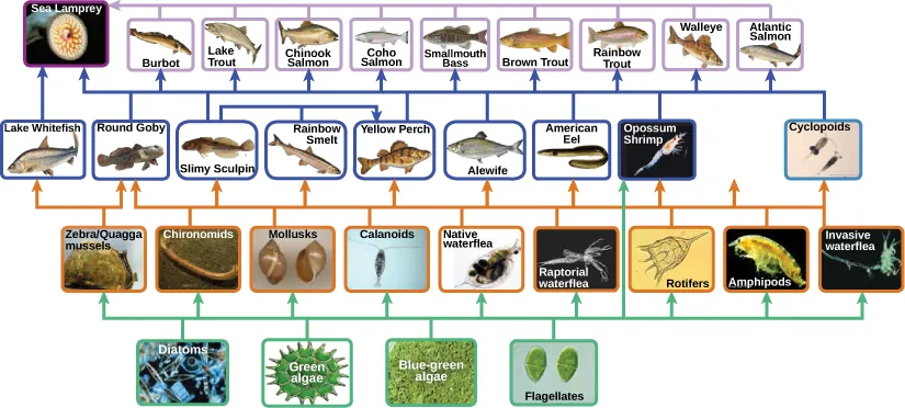 The bottom level of the illustration shows primary producers, which include diatoms, green algae, blue-green algae, and flagellates. The next level includes the primary consumers that eat primary producers. These include invertebrates such as waterfleas and mussels. Primary consumers are in turn eaten by secondary consumers, which are typically small fish and shrimp. The small fish are eaten by larger fish, the tertiary, or apex consumers. Finally, all fish are eaten by the sea lamprey. For the most part, every organism at a given level eats every organism in the level below and nothing else, but there are exceptions. For example, not all secondary consumers eat all primary consumers. Lake whitefish only eat zebra and quagga mussels, round goby eat all primary consumers, and the other secondary consumers eat every primary consumer except for the zebra and quagga mussels. The secondary consumer yellow perch eats two other secondary consumers from its own level, the slimy sculpin and the rainbow smelt, in addition to eating primary consumers from the level below. Some organisms can also skip a level. The secondary consumer opossum shrimp eats most primary consumers in the level immediately below and all of the primary producers two levels below. Sea lamprey eat all tertiary and secondary consumers. Thus, the food web is complex with interwoven layers.
