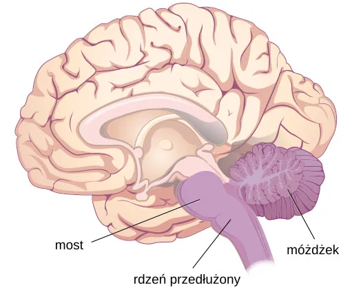 Ilustracja ukazuje lokalizację mostu, rdzenia przedłużonego i móżdżku.