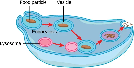 In this illustration, a cell extends a pseudopod to consume a food particle. The consumed particle is encapsulated in a vesicle. The vesicle fuses with a lysosome, and proteins inside the lysosome digest the food particle. After the food is digested, the vesicle fuses with the cell membrane, and undigested remains are excreted.