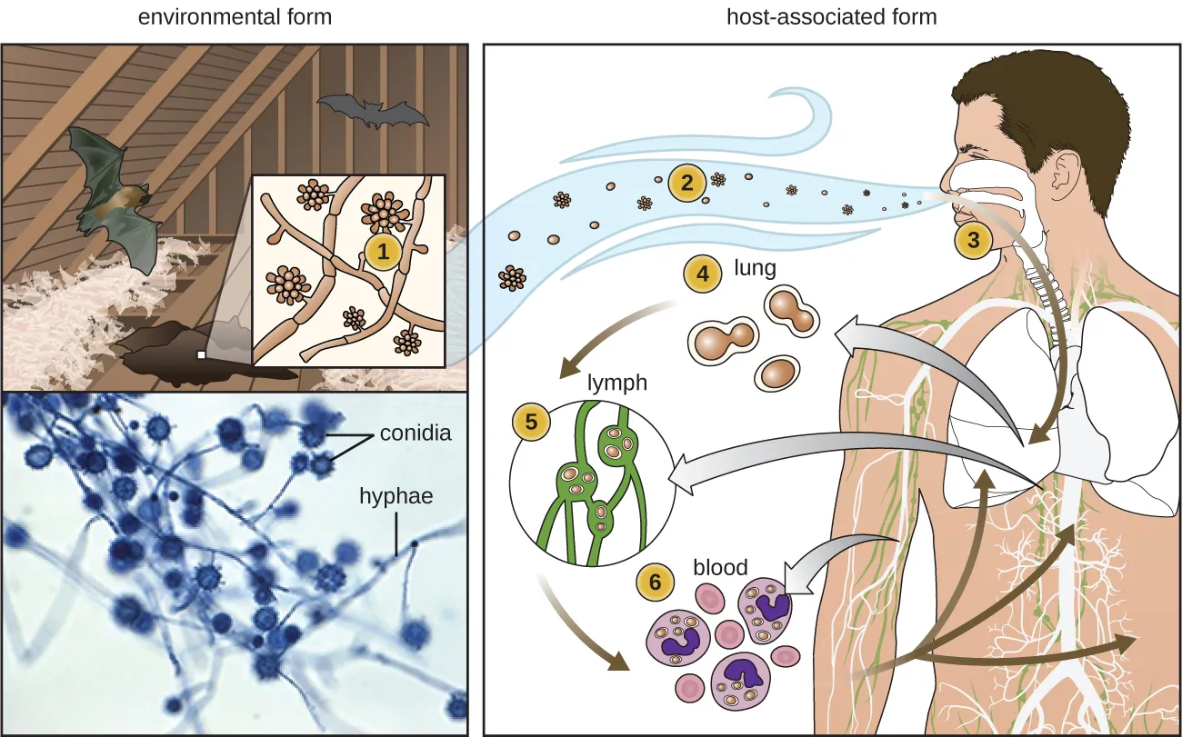 Drawing of bats in an attic. Fungal body is shown in the guano. A micrograph of the fungus shows hyphae (long strands) withc spheres labeled conidia. The life cycle shows a person inhaling spores which then travel to the lungs and divide into a yeast form. They then travel to the lymph and blood.