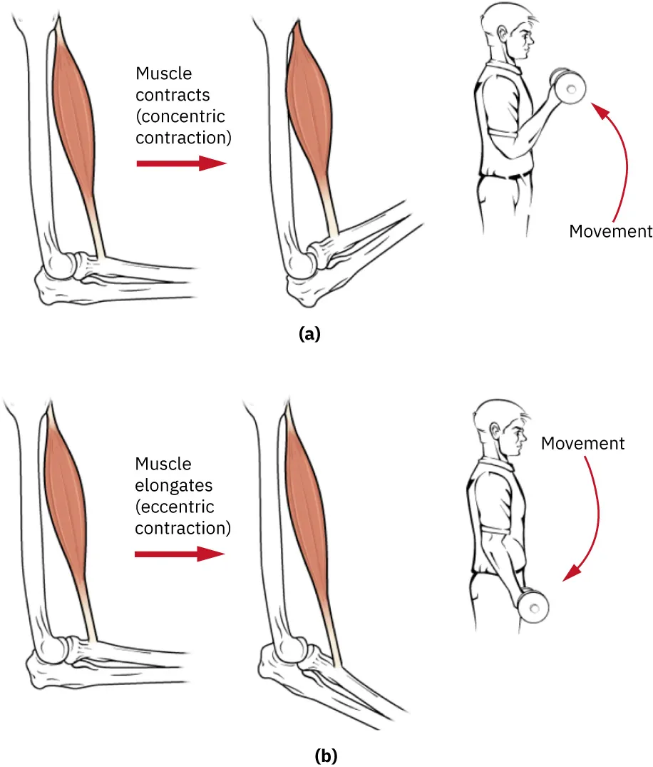 A diagram shows the mechanics of a bicep curl. Part A shows a concentric contraction when lifting the weight up toward the chest. Part B shows an eccentric contraction when lowering the weight to the hips.