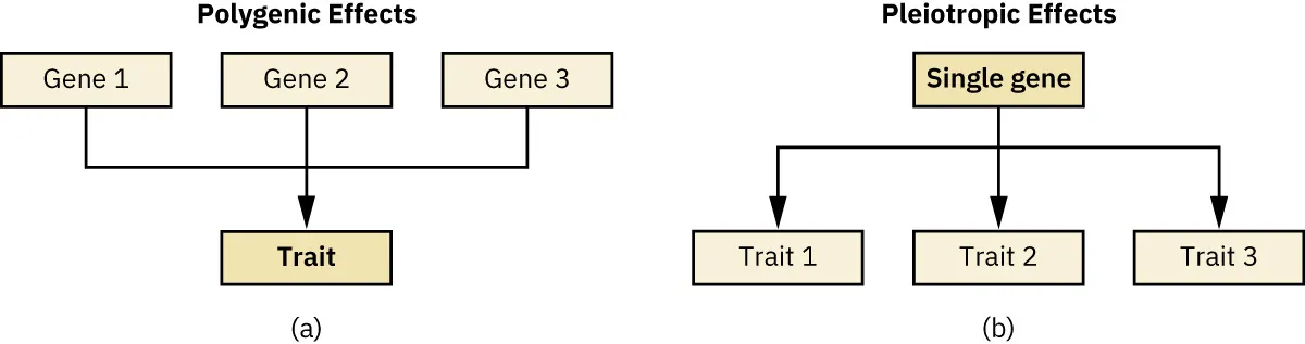 Chart depicting (a) Polygenic Effects (Gene 1, Gene 2, Gene 3 combining into a Trait) and (b) Pleiotropic Effects (Single gene splitting into Trait 1, Trait 2, Trait 3).