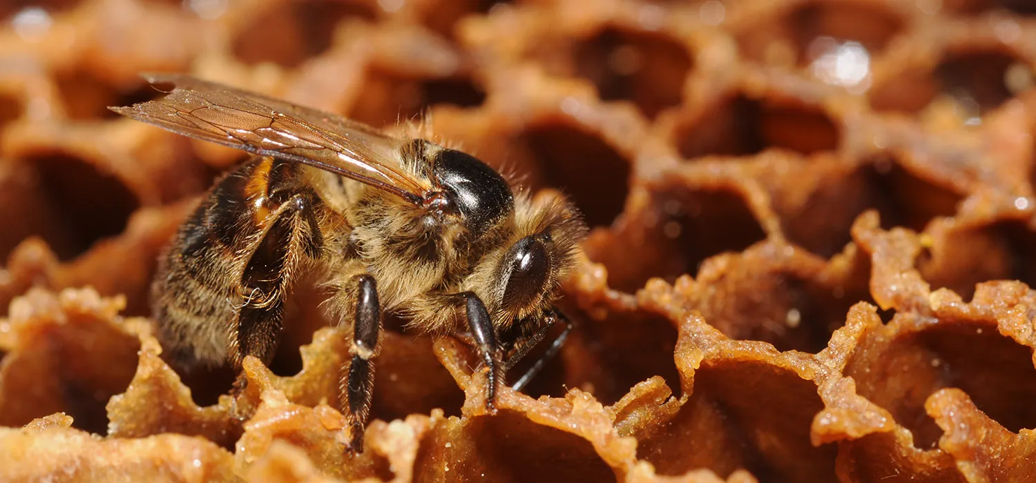 Bee nestled within a beehive, situated on a vibrant honeycomb structure.