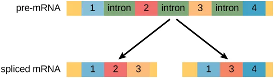 A pre m R N A has four exons separated by three introns. The pre m R N A can be alternatively spliced to create two different mRNA molecules, each with three exons. One mRNA contains exons one, two, and three. The other mRNA contains exons one, three and four. Each of the two mRNA molecules will produce two different polypeptides.
