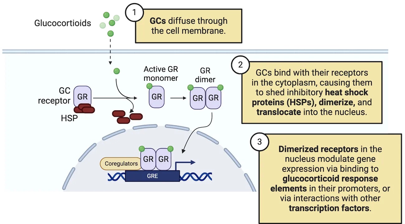 Diagram of a cell with glucocorticoids (GCs) outside the cell, diffusing inside the cell. GCs bind with their receptors in the cytoplasm, causing them to shed inhibitory heat shock proteins, dimerize (bind together), and translocate into the nucleus. Dimerized receptors in the nucleus modulate gene expression of genes via binding to glucocorticoid response elements in their promoters, or via interactions with other transcription factors.