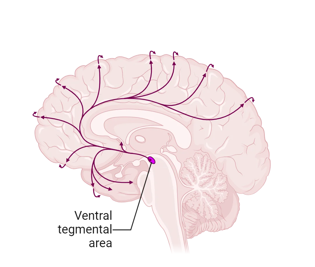 A diagram of a human brain showing ventral tegmental area in the midbrain and projections throughout cortex
