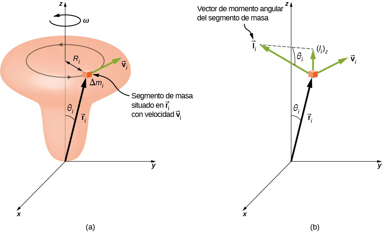 La Figura a muestra un objeto con forma de pomo y un sistema de coordenadas x y z. El objeto está dispuesto verticalmente y centrado en el eje de la z, con el pomo ancho en la parte superior. El objeto está en rotación alrededor del eje de la z, en sentido contrario de las agujas del reloj visto desde arriba, con una velocidad angular omega. Se resalta una pequeña parte del objeto. Este segmento de masa, marcado como delta m sub i, está situado en el vector r sub i, se mueve con el vector de velocidad v sub i, y traza un círculo de radio R sub i en sentido contrario de las agujas del reloj. El vector r sub i se extiende desde el origen hasta el segmento de masa y hace un ángulo de theta sub i con el eje de la z. El vector v sub i es tangente a la circunferencia trazada por el segmento de masa. La Figura b muestra el sistema de coordenadas x y y el segmento de masa. Los vectores r sub i y v sub i se muestran de nuevo, así como el ángulo theta sub i entre el vector r sub i y el eje de la z. También se muestra el vector de momento angular del segmento de masa, el vector l sub i. El vector l sub i es perpendicular tanto a r como a v, según la regla de la mano derecha, y tiene un componente z hacia arriba, mostrado en el diagrama y marcado como l sub i z. El lado restante del triángulo rectángulo cuya hipotenusa es l sub i y el lado vertical es l sub i z se muestra como una línea discontinua. El ángulo adyacente a este lado, y opuesto al lado vertical l sub i z, es theta sub i.