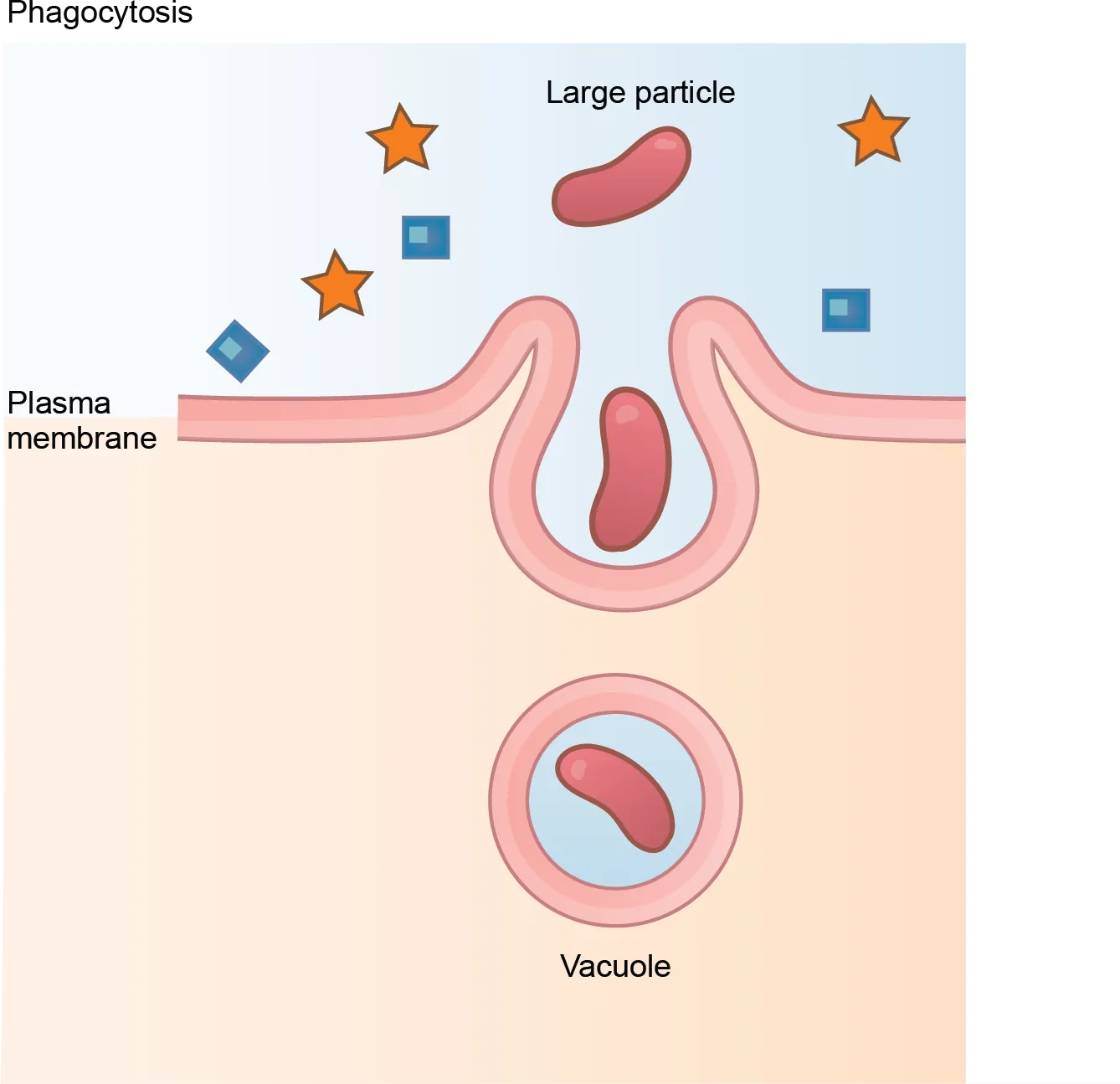 This illustration shows a plasma membrane forming a pocket around a particle in the extracellular fluid. The membrane subsequently engulfs the particle, which becomes trapped in a vacuole inside the cell.