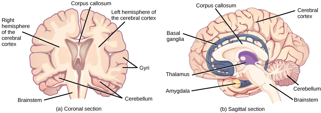 Illustration shows coronal (front) and sagittal (side) sections of a human brain. In the coronal section, the large upper part of the brain, called the cerebral cortex, is divided into left and right hemispheres. A cavity resembling butterfly wings exists between the left and right cortex. The corpus callosum is a band that connects the two hemispheres together, just above this cavity. The surface of the cerebral cortex contains bumpy protrusions called gyri. The cerebral cortex is anchored by the brain stem, which connects with the spinal cord. On either side of the brainstem tucked beneath the cerebral cortex is the cerebellum. The surface of the cerebellum is bumpy, but not as bumpy as the cerebral cortex. The sagittal section reveals that the cerebral cortex makes up the front and top part of the brain, while the brainstem and cerebellum make up the lower back part. The oval thalamus sits in the cavity in the middle of the cerebral cortex. The corpus callosum wraps around the top part of the thalamus. The basal ganglia wraps around the corpus callosum, starting at the lower front part of the brain and continuing three-quarters of the way around so the back end almost meets the front end. The basal ganglia is separated into segments that are connected along the top and bottom. The amygdala is a spherical structure at the end of the basal ganglia. This table lists examples and the location for different types of neurotransmitters.