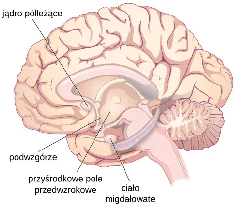 Legenda: Jądro półleżące Podwzgórze Przyśrodkowe pole przedwzrokowe Ciało migdałowate