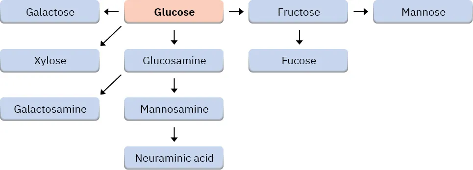 The schematic pathway for biosynthesis of eight essential monosaccharides (galactose, xylose, galactosamine, neuraminic acid, fucose, and mannose) from glucose. Mannose and fucose are derived from fructose.
