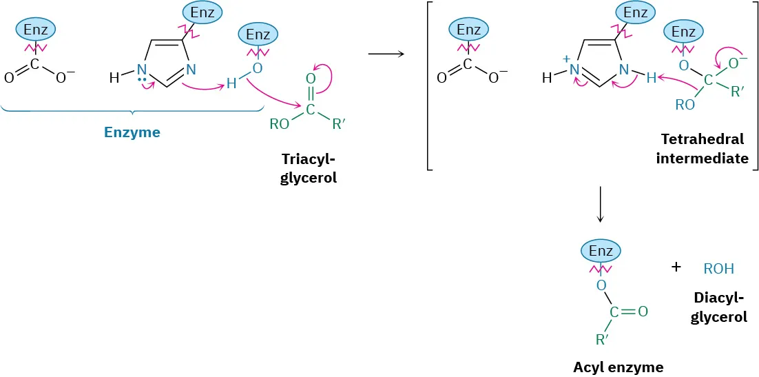 An enzyme reacts with triacyl glycerol to give a tetrahedral intermediate. This intermediate decomposes to form an acyl enzyme and diacyl glycerol.