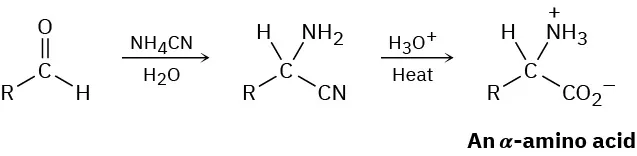 Aldehyde R C H O reacts with ammonium cyanide and water forming C with R, H, amino, and cyano substituents. Further reaction with hydronium and heat forms an alpha-amino acid.