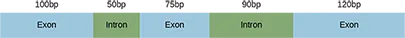 An illustration shows that before R N A processing, there is a primary R N A transcript including five boxes and their associated lengths in base pairs (abbreviated b p) labeled, left to right, as exon with 100 b p, intron with 50 b p, exon with 75 b p, intron with 90 b p and exon with 120 b p.
