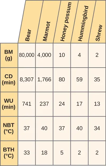This is a 5 by 5 table. The columns are labelled BM (g), CD (min), WU (min), NBT in degrees C, and BTH in degrees C. Bears have a BM of 80,000, a CD of 8307, a WU of 741, a NBT of 37 and a BTH of 33. Marmots have a BM of 4000, a CD of 1766 a WU of 237, a NBT of 40 and a BTH of 18. Honey possums have a BM of 10, a CD of 80, a WU of 24, a NBT of 37 and a BTH of 5. Hummingbirds have a BM of 4, a CD of 59, a WU of 17, a NBT of 40 and a BTH of 2. Shrews have a BM of 2, a CD of 35, a WU of 13, a NBT of 34 and a BTH of 2.