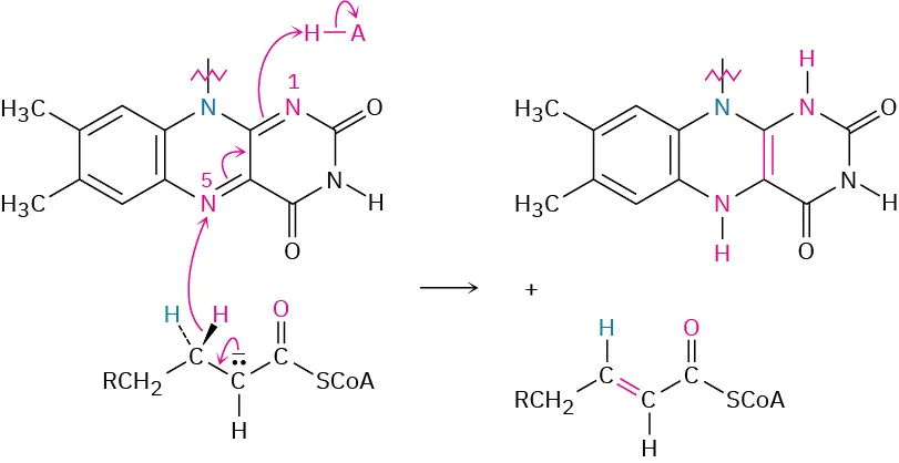 Flavin adenine dinucleotide reacts with coenzyme A via nucleophilic addition to form flavin adenine dinucleotide hydride and alpha-beta unsaturated coenzyme A. The reaction mechanism is depicted by arrows.