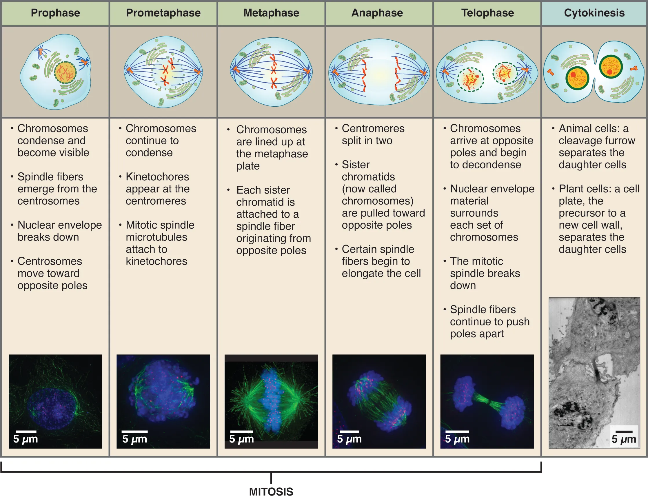 This tabular image shows the different stages of mitosis and cytokinesis using both drawings and text. The top panel is a series of schematics for each step, followed by text listing the important aspects of that step. The bottom panel shows fluorescent micrographs for the corresponding stage.