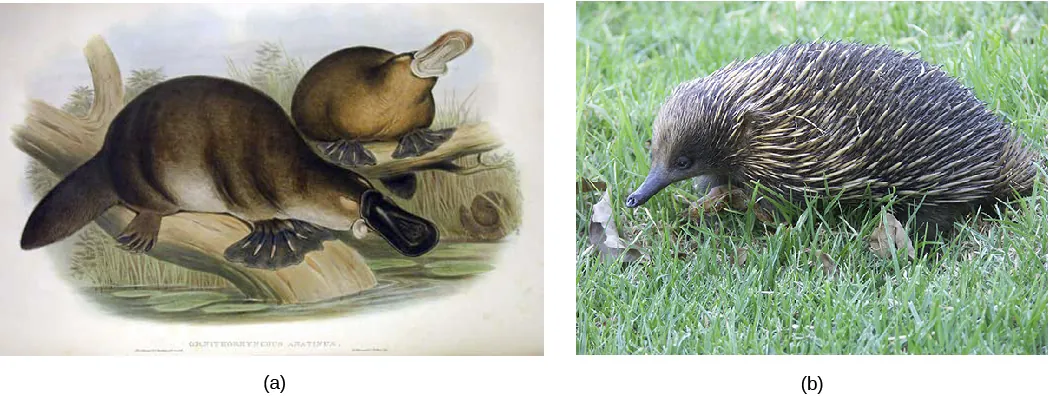 Illustration A shows two platypuses with webbed feet, broad flat tails, and broad flat bills.  Photo B shows an echidna with a slender snout and a body covered in short spines.