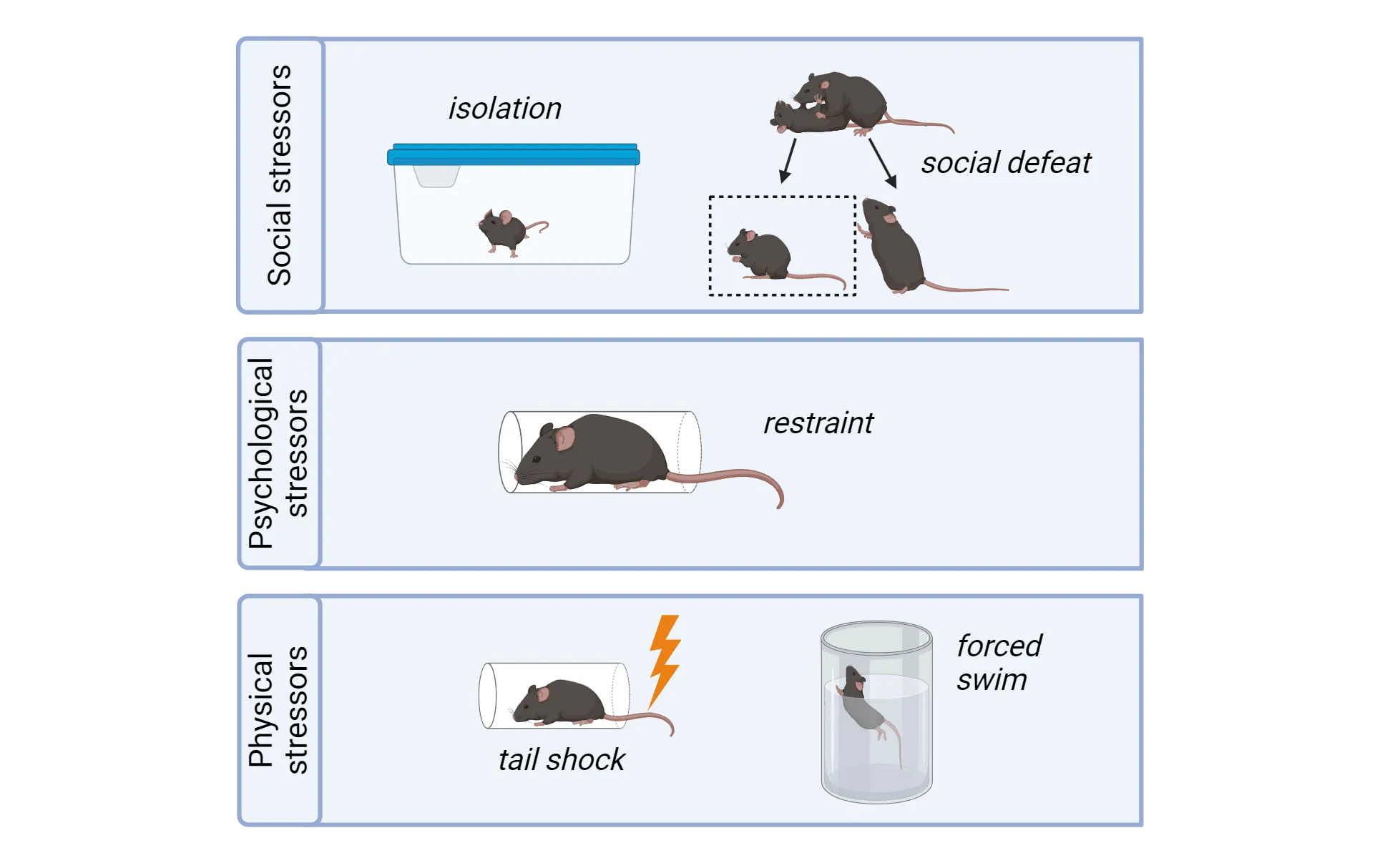 Cartoons of common stress models. Social stress: isolation (mouse in a cage alone) and social defeat (smaller mouse fighting larger mouse then sitting in a cage right next to the bigger mouse. Psychological stressors: restraint (mouse in a close fitting clear tube). Physical stressors: Tail shock (mouse in a tube getting a shock), forced swim (mouse swimming in a cylinder half filled with water).
