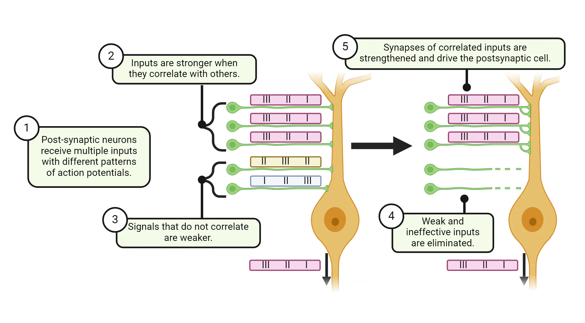 Diagram of a neuron receiving multiple inputs early in development, some of which fire together and others which don’t. The ones that fire together are stronger and survive. The ones that do not are weaker and are eliminated. Steps are also described in main text.