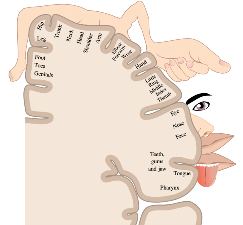 Coronal, half section of human brain with body parts drawn over surface of the cortex to represent where sensory information for different body parts are received in the primary sensory cortex.